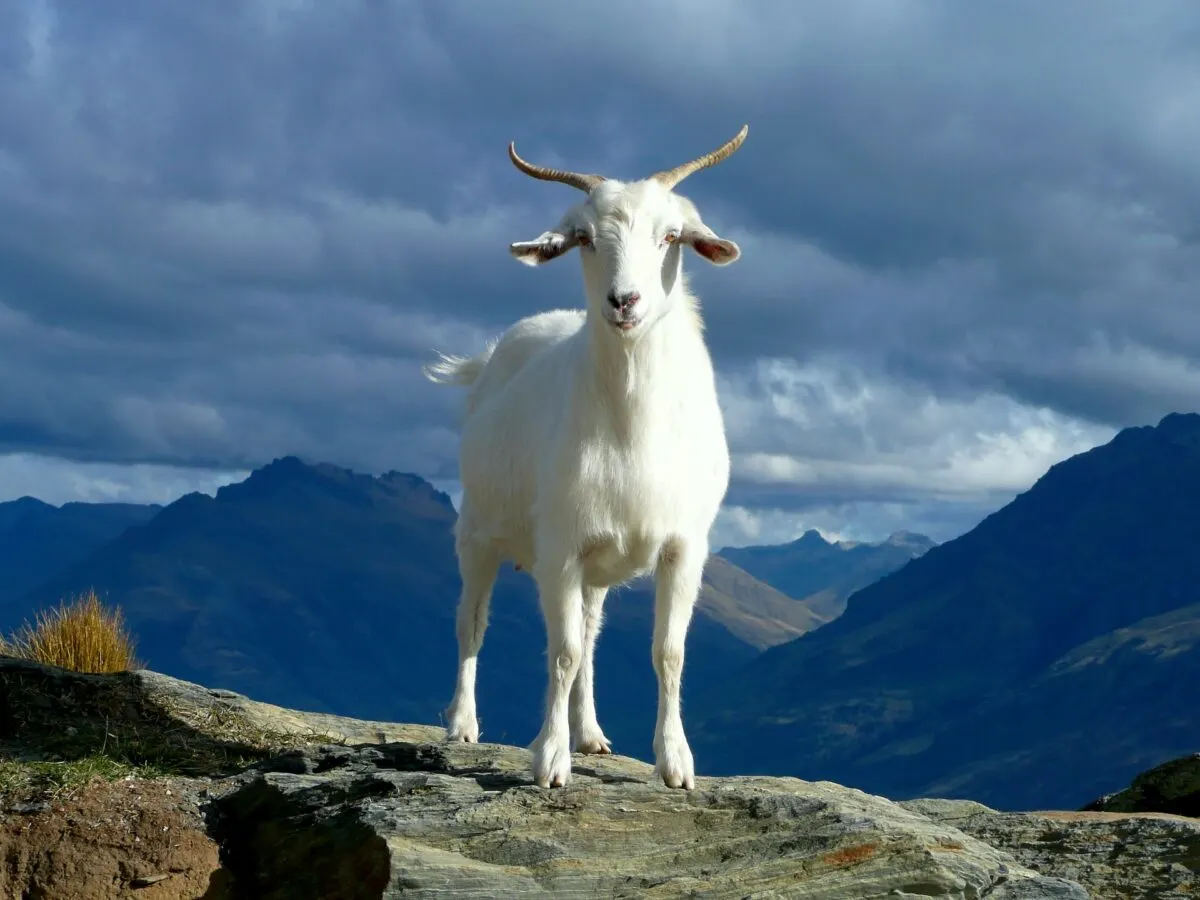 what sound does a goat make