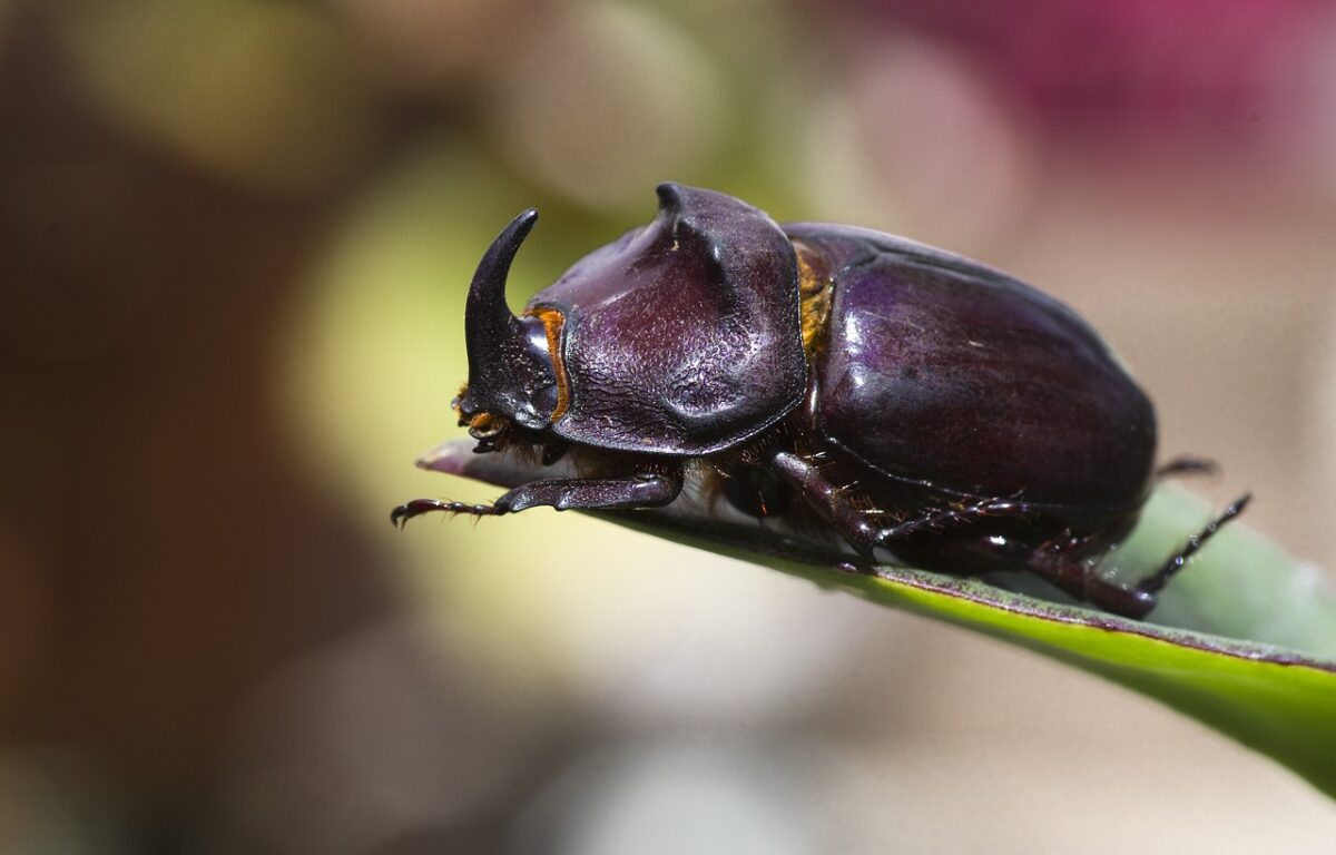 hercules beetle