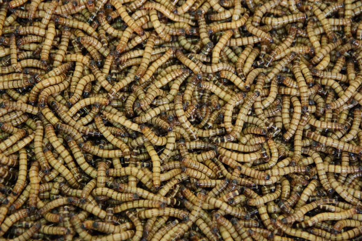 maggots