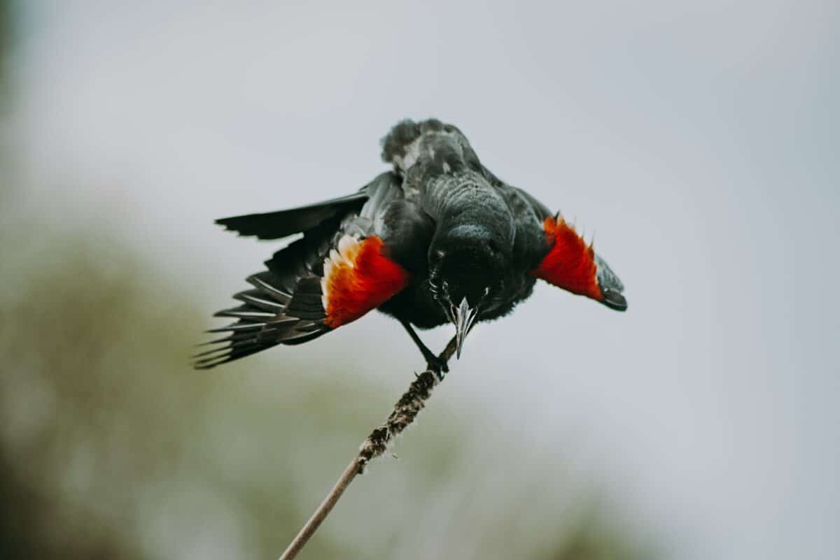 Red-Winged Blackbird