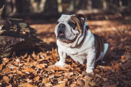 Pit Bull vs. Bulldog