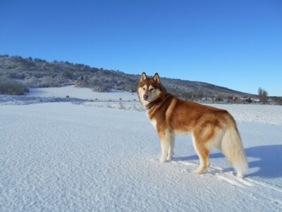 Some Of The Largest Siberian Husky&rsquo;s