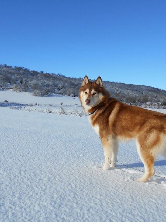 Some Of The Largest Siberian Husky’s