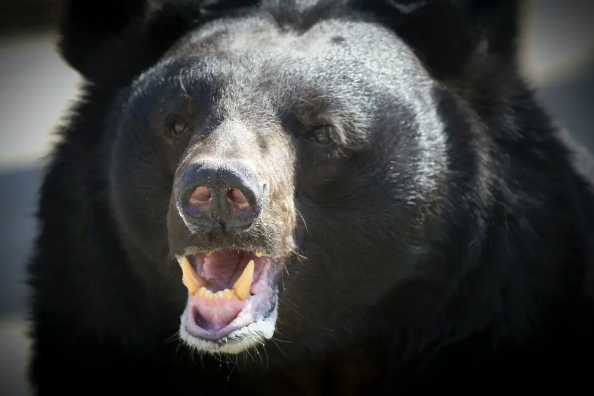 black bear