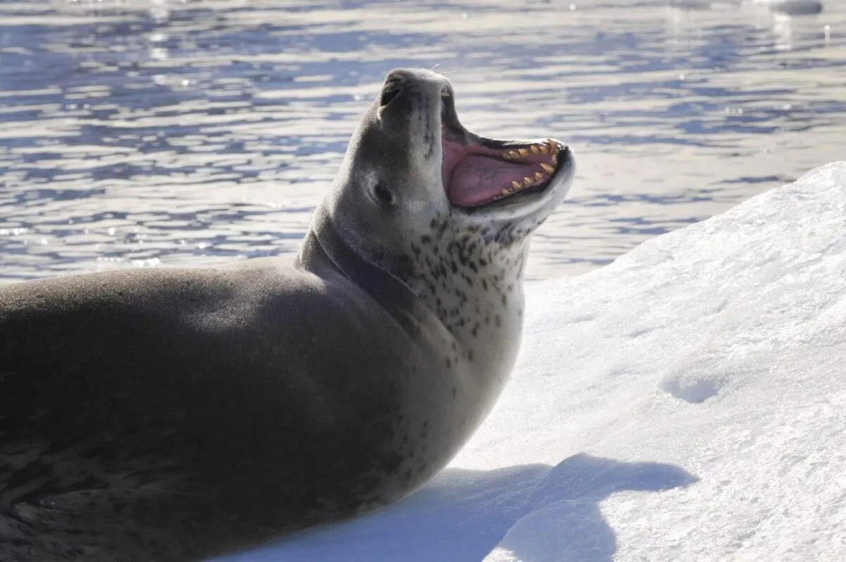 leopard seal teeth