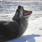 Leopard Seal Teeth