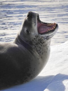 leopard seal teeth