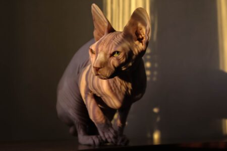 Ugliest Cat In The World