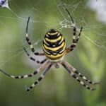List of Florida Spiders: Identification and Benefits