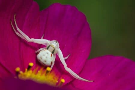 Discover the Crab Spider