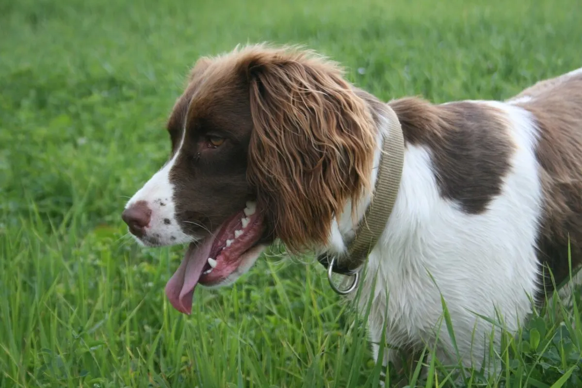 Springer Spaniel