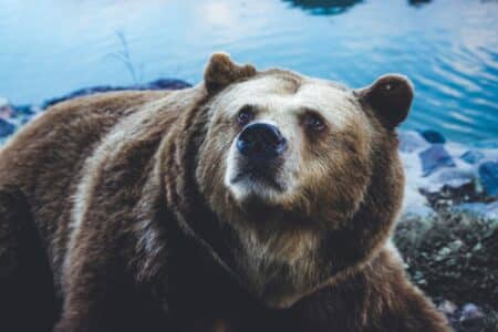 All You Need to Know About Bear Poop