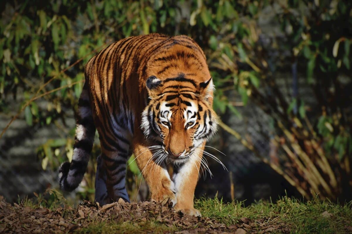 kodiak bear vs. siberian tiger