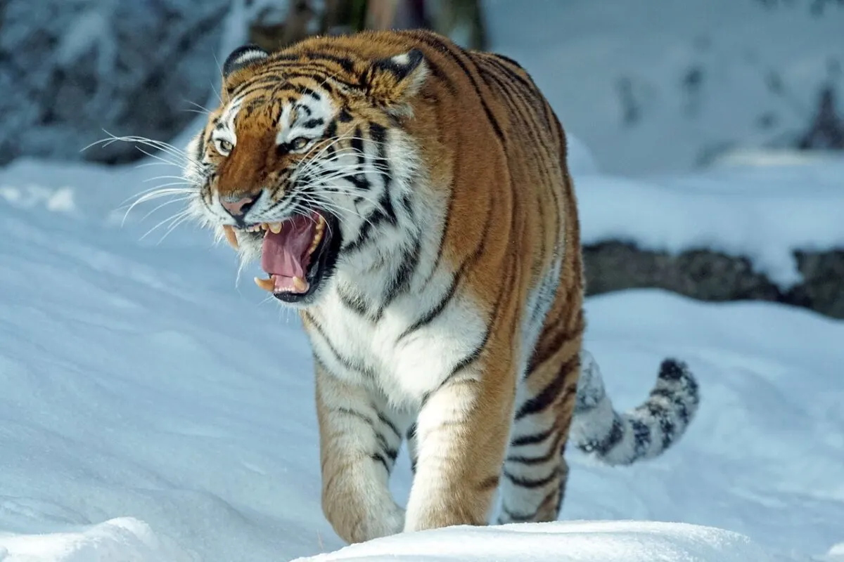 Siberian Tigers vs. Sun Bears