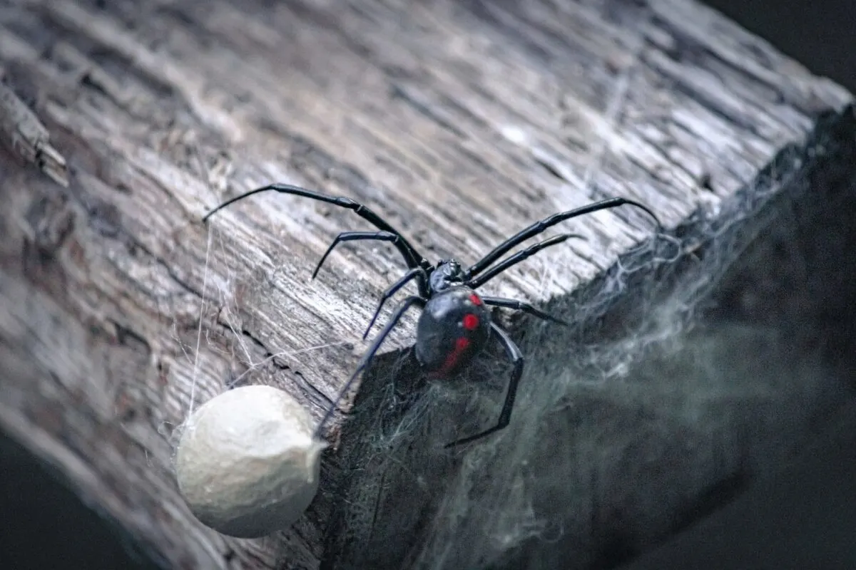 black widow bite