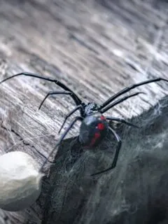 black widow bite