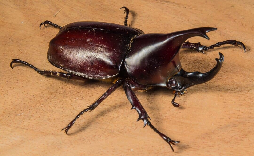How The Hercules Beetle Lifts 850 Times Its Own Weight Animals Around 