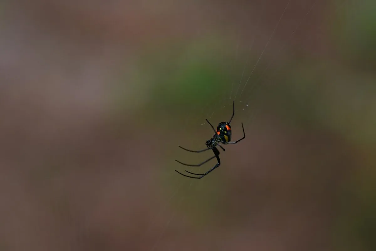 black widow bite