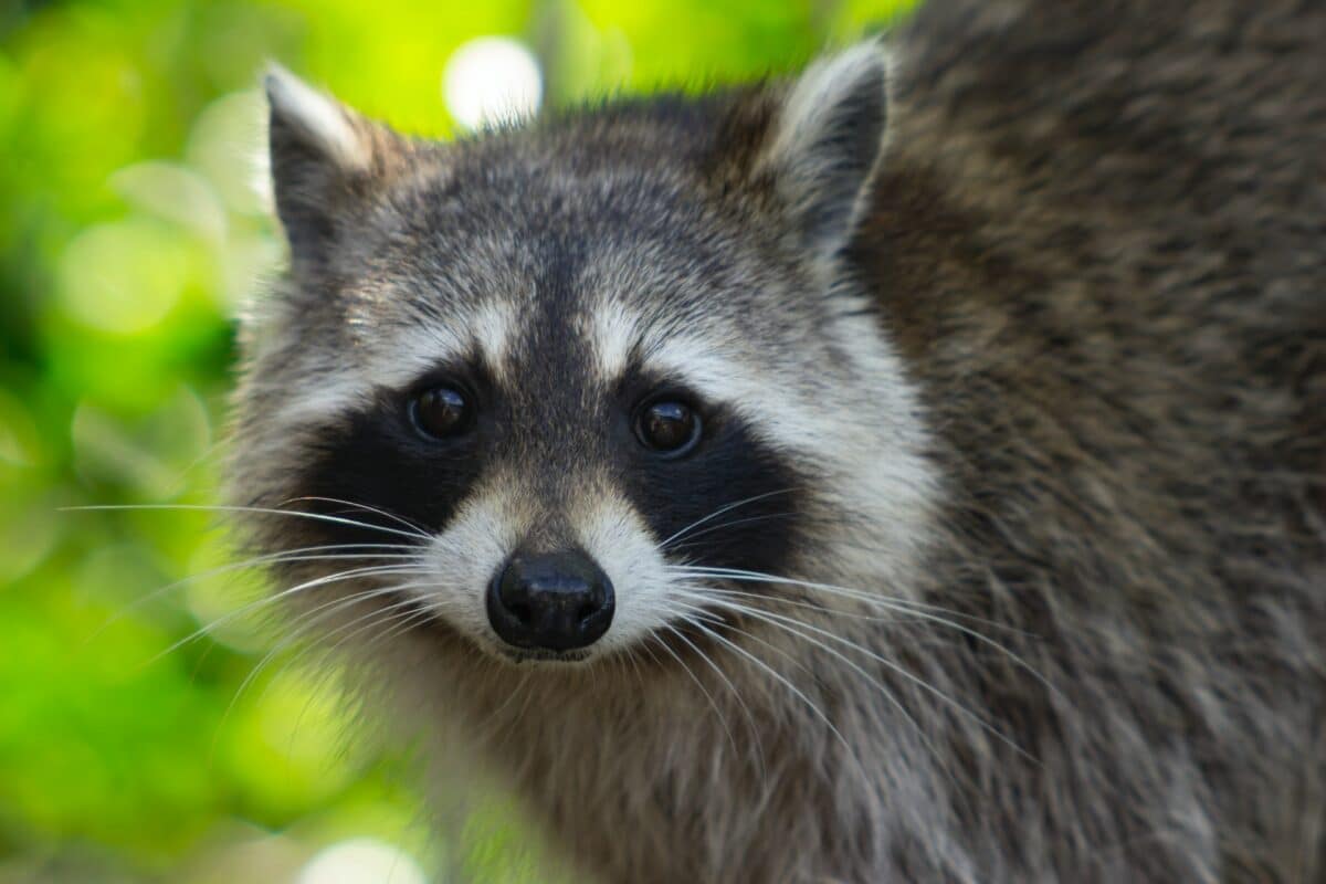 raccoon masked animal
