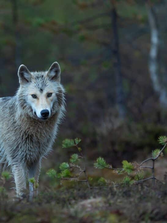Washington Governor Inslee Takes a Stand Against Killing Wolves