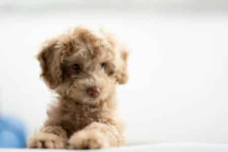 10 Facts on  Miniature Teacup Poodles