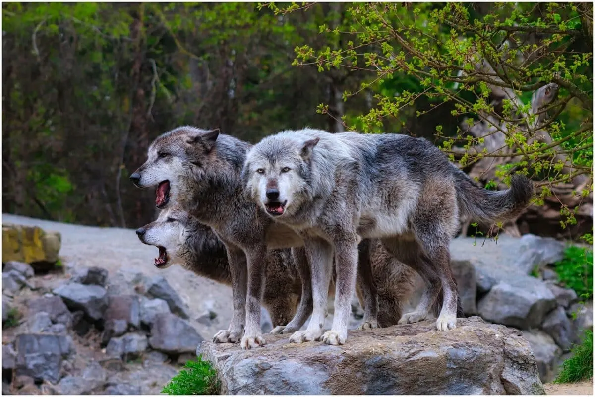 pack of wolves vs. grizzly bear