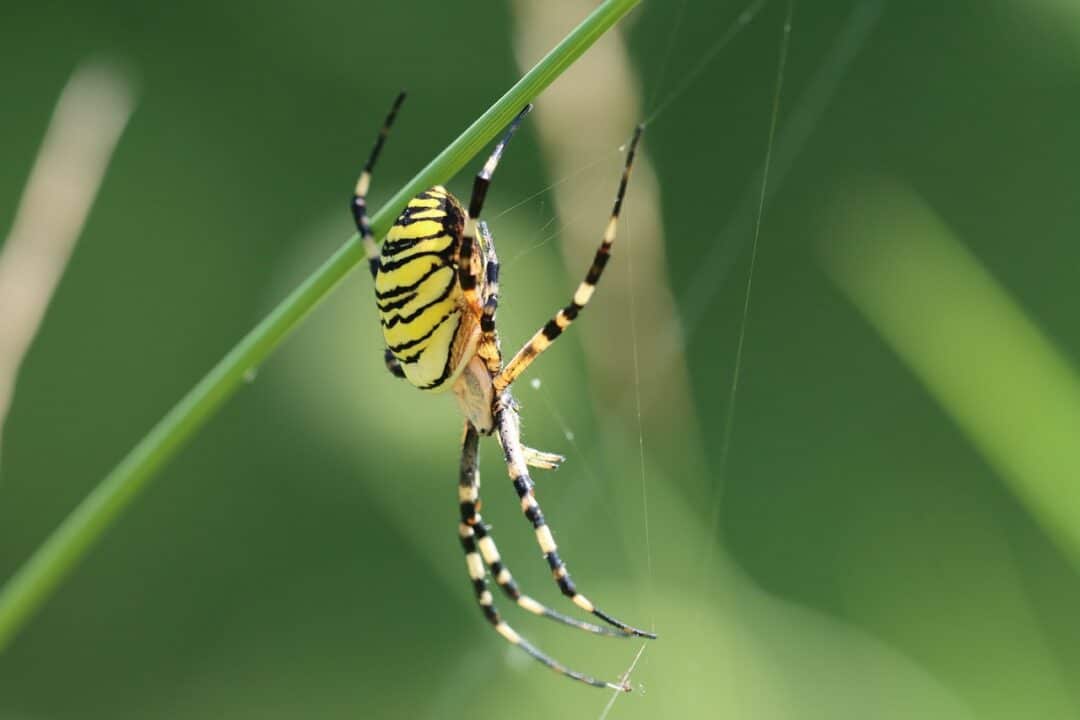 20 Most Fascinating Spiders Found Around the World - Animals Around The ...