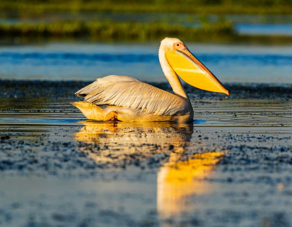 pelican - Biggest flock of migrating birds ever recorded