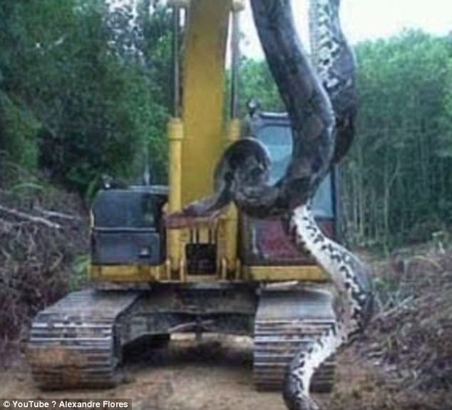 crane for the huge anaconda