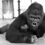 Discover The Most Massive Gorilla Ever (860 Pounds)