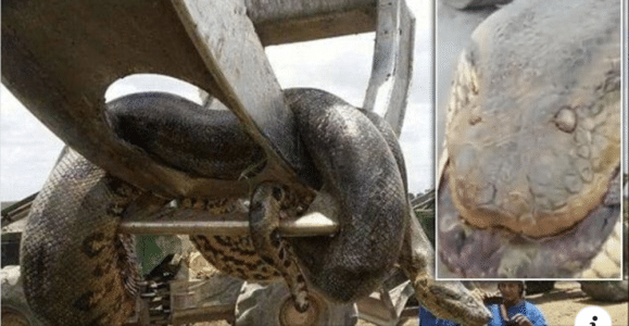 Watch: The Largest Anaconda Ever Recorded (33-Foot-Long)