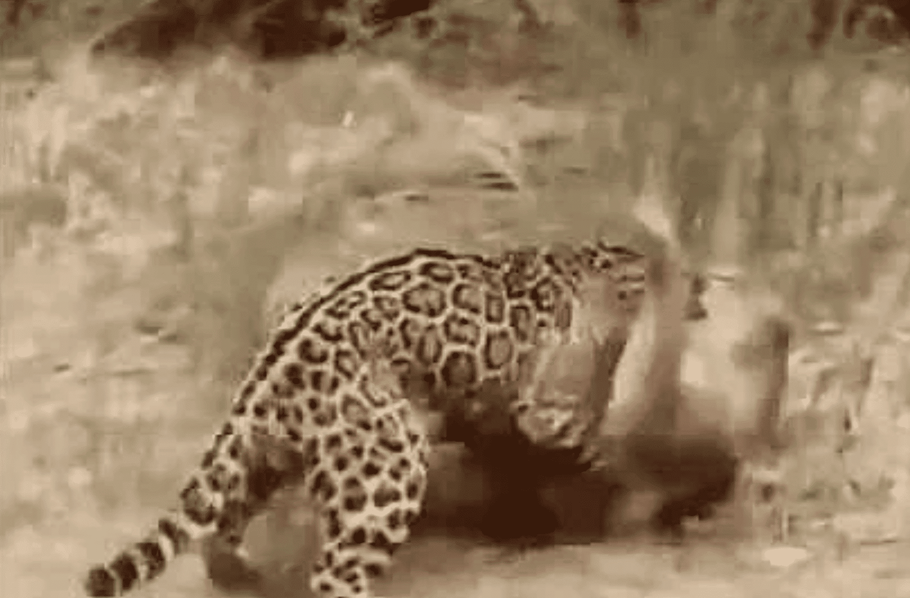 jaguar vs puma