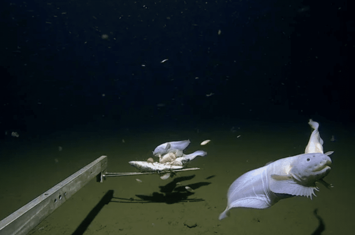 Meet The Bizarre Fish Living in the Deepest Depths of the Ocean