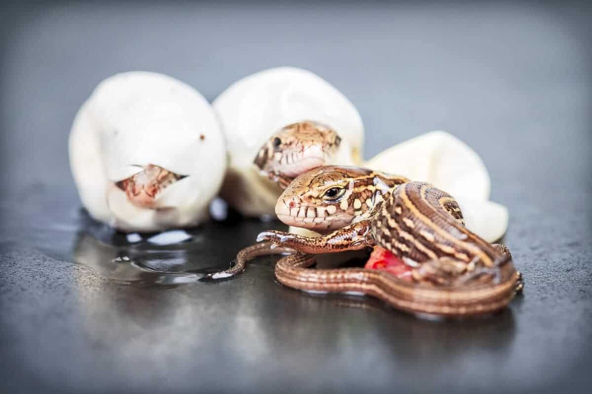 sand lizard eggs hatching