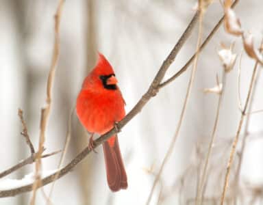 Dive Into the Beauty of Red Birds