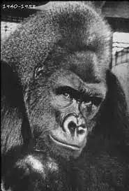 most massive gorilla