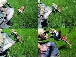 tiger vs elephant