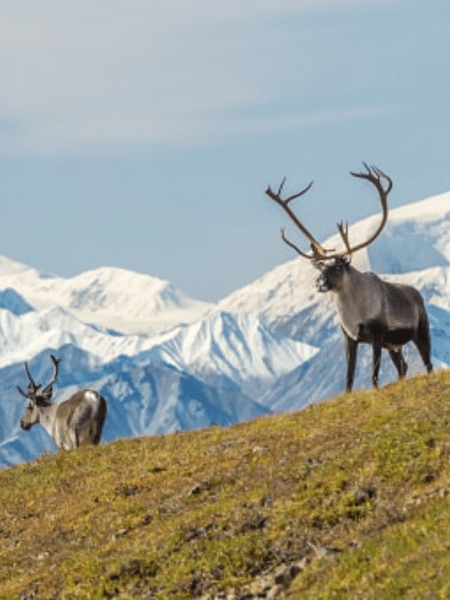 Wildlife in Alaska: A complete Guide Story