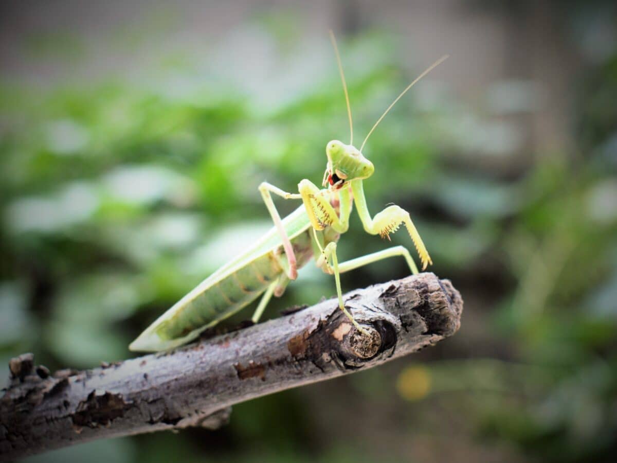 Praying Mantis