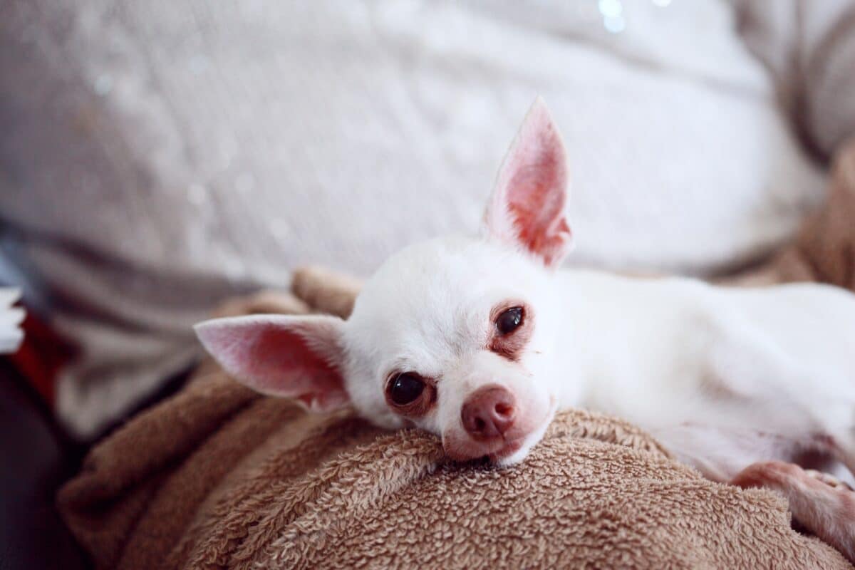 apple head chihuahua