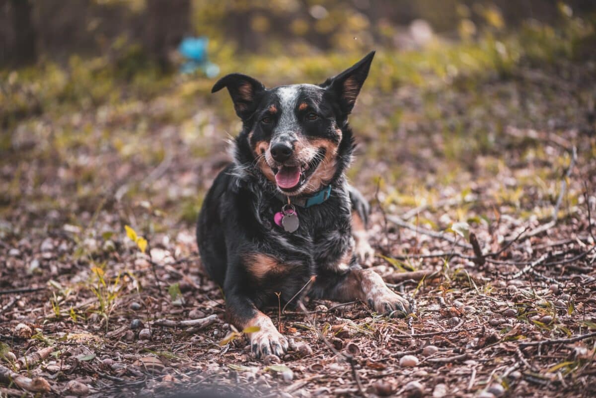 texas heeler