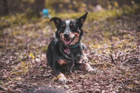 The Texas Heeler: A Dynamic Crossbreed
