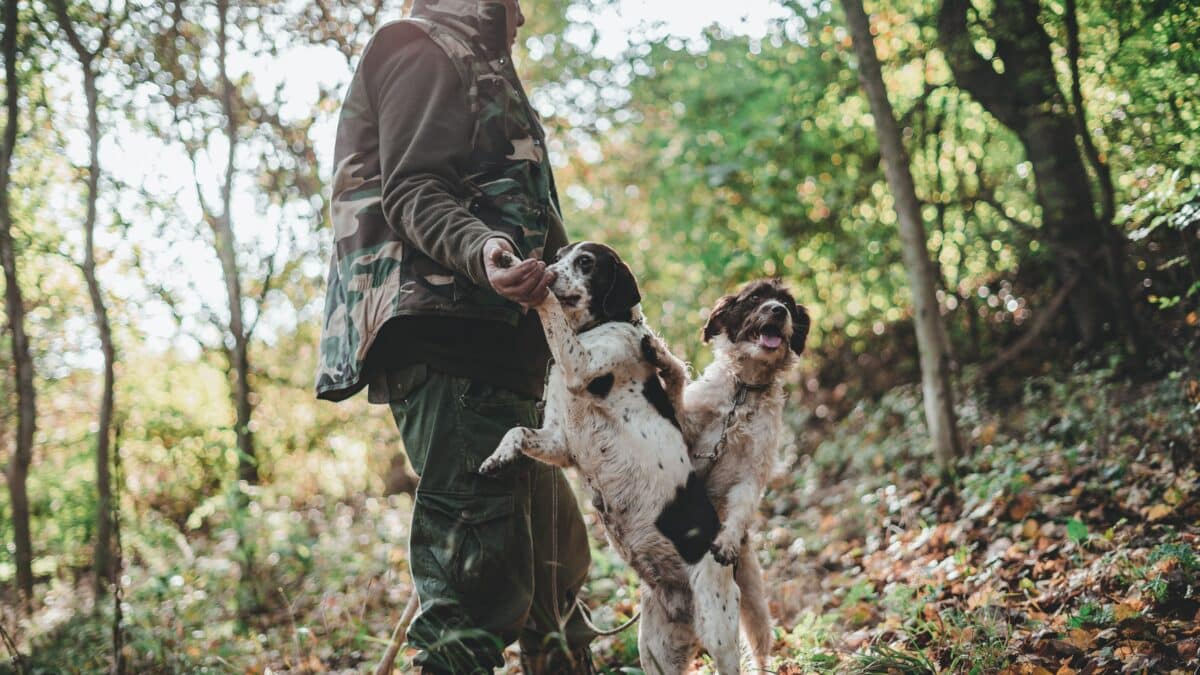 How Hunting Dogs Can Help You Start Your Journey As A Hunter