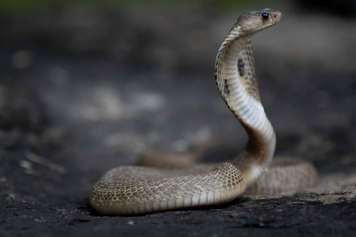 cobra vs. elephant