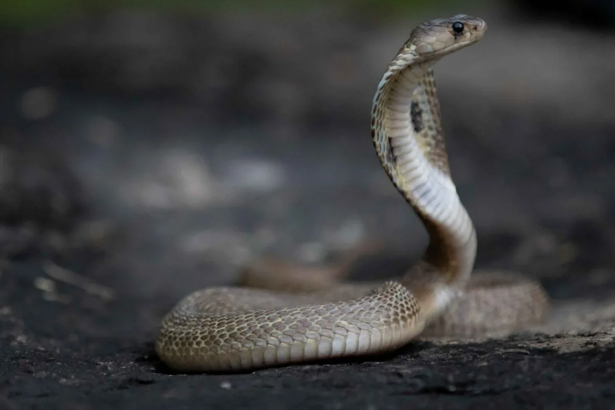 A Python and a King Cobra's Final Battle