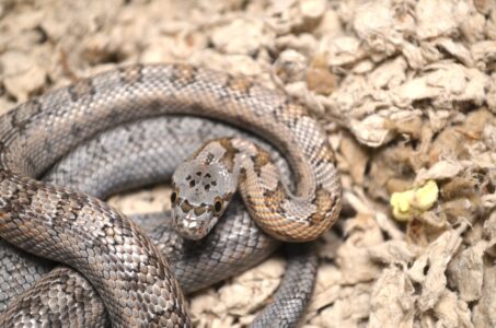 The Texas Rat Snake