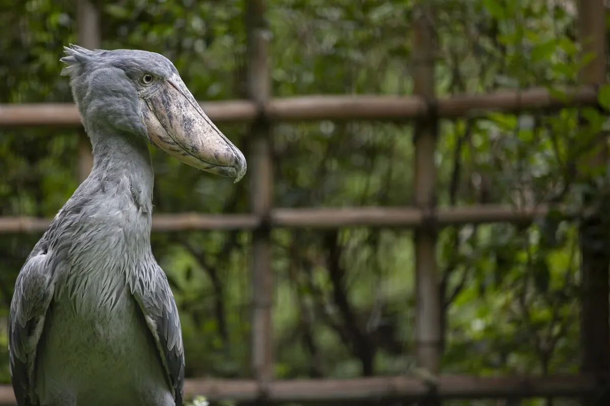 shoebill stork