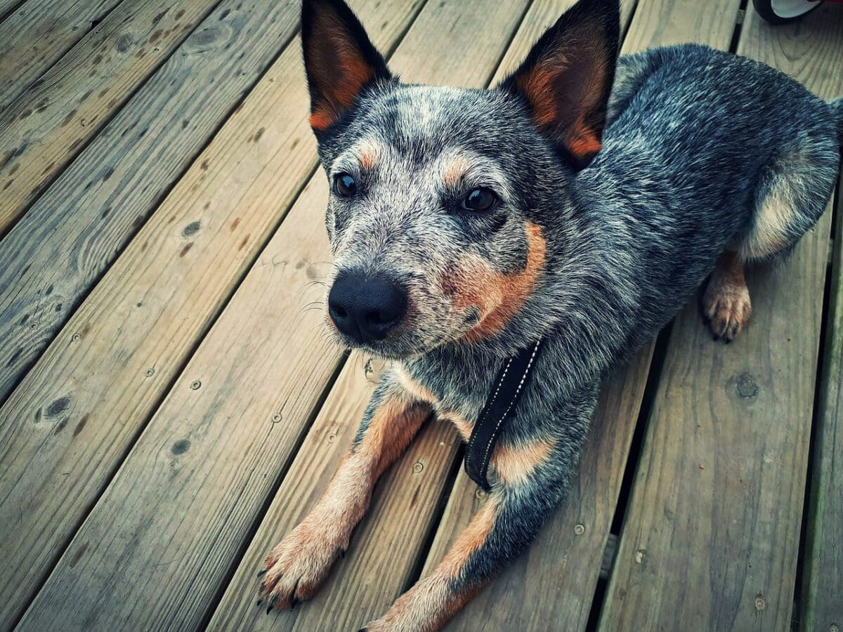 texas heeler