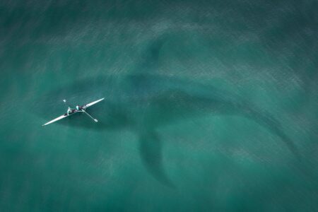 The Greatest Great White Shark Ever Found on Video