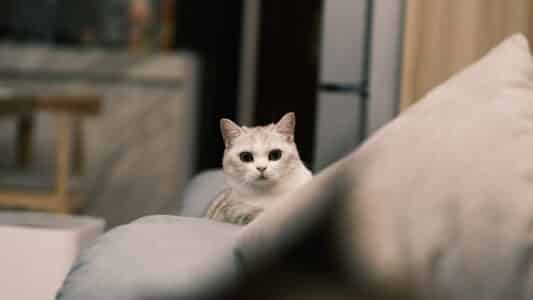 The Munchkin Cats